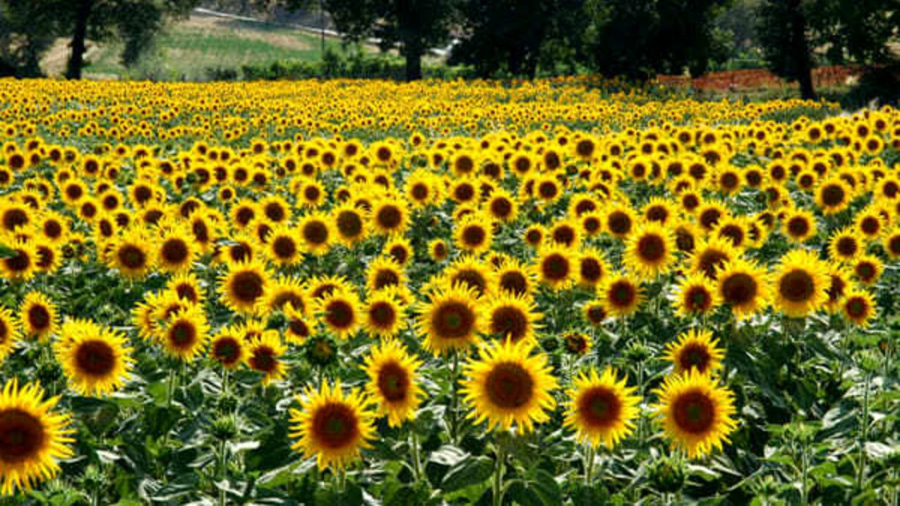 <strong>LA MIA CLASSE E’ UN CAMPO DI GIRASOLI</strong>