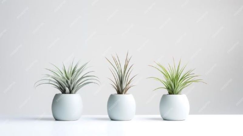 EVERYONE IS CRAZY ABOUT ARIAL